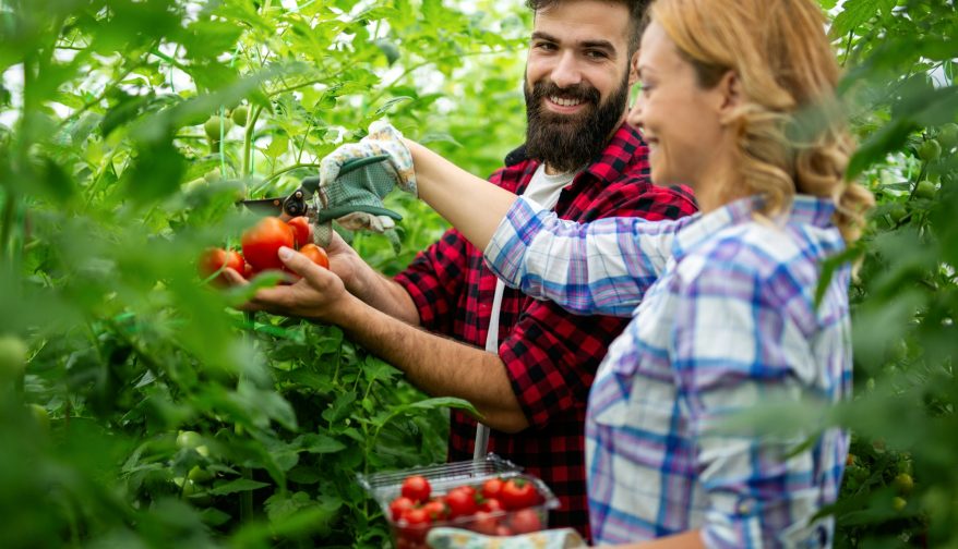 Young couple harvesting fresh tomatoes from the greenhouse garden. People healthy food concept